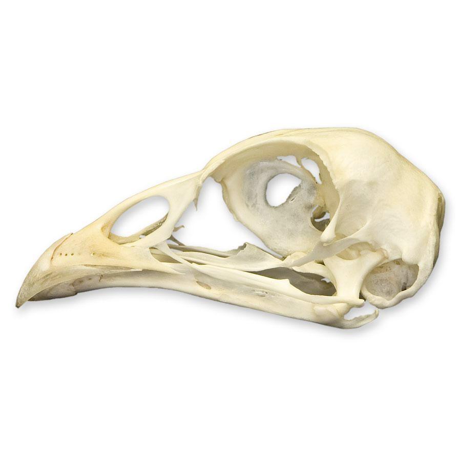 Real Pheasant Skull - Genuine Taxidermy Specimen for Home Decor, Gothic Collection & Unique Gifts | Perfect for Dark Aesthetic Rooms, Halloween Decor & Oddity Displays