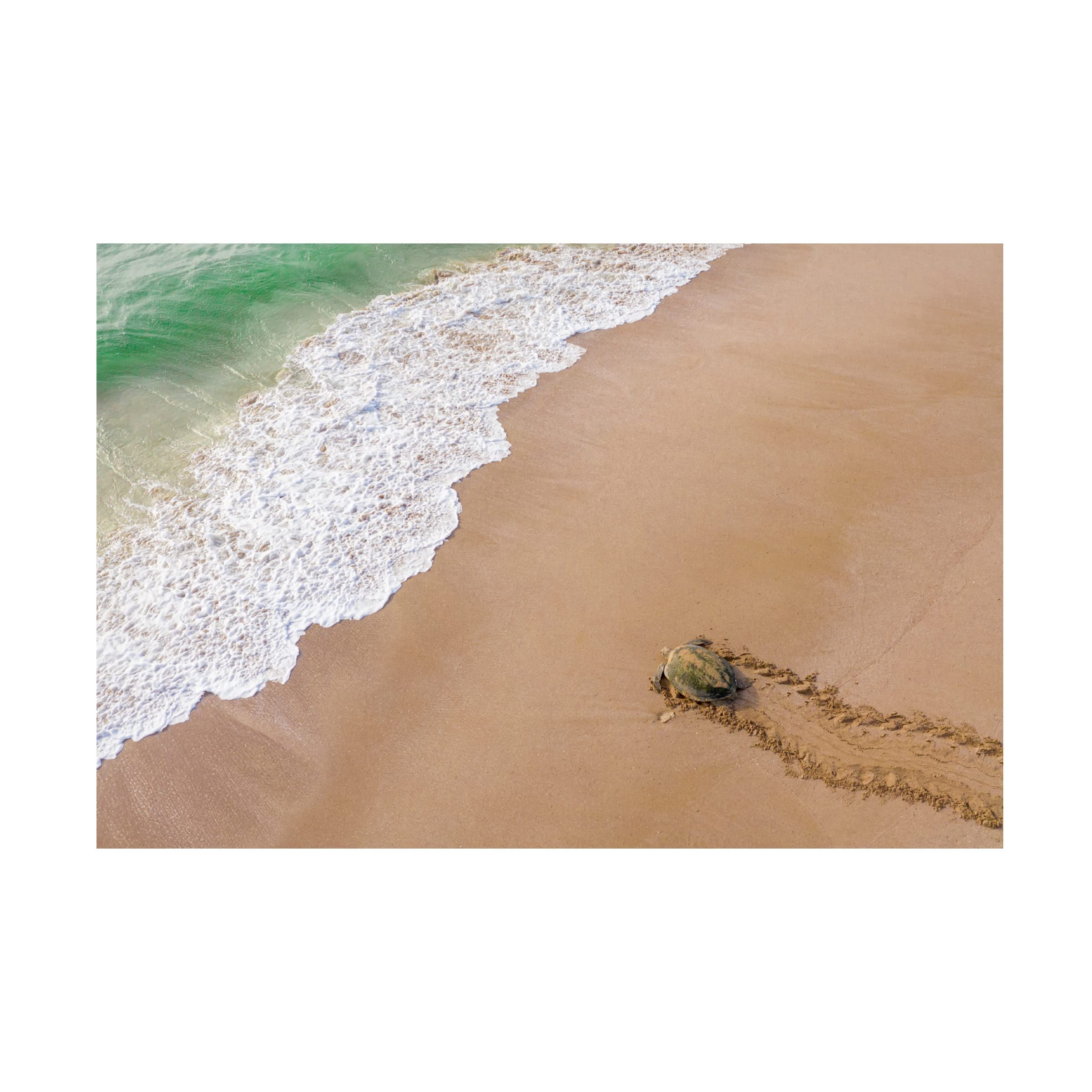Trademark Fine Art 'Turtle Season' Canvas Wall Art by Haitham Al Farsi - Sea Turtle Painting for Beach House Decor, Coastal Living Room & Ocean Themed Bedroom