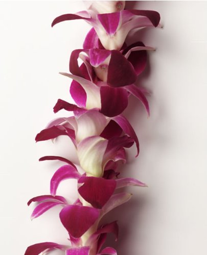 Hawaiian Leis Bulk - 10 Pack Fresh Flower Leis for Luau Party, Graduation, Wedding & Tropical Theme Events