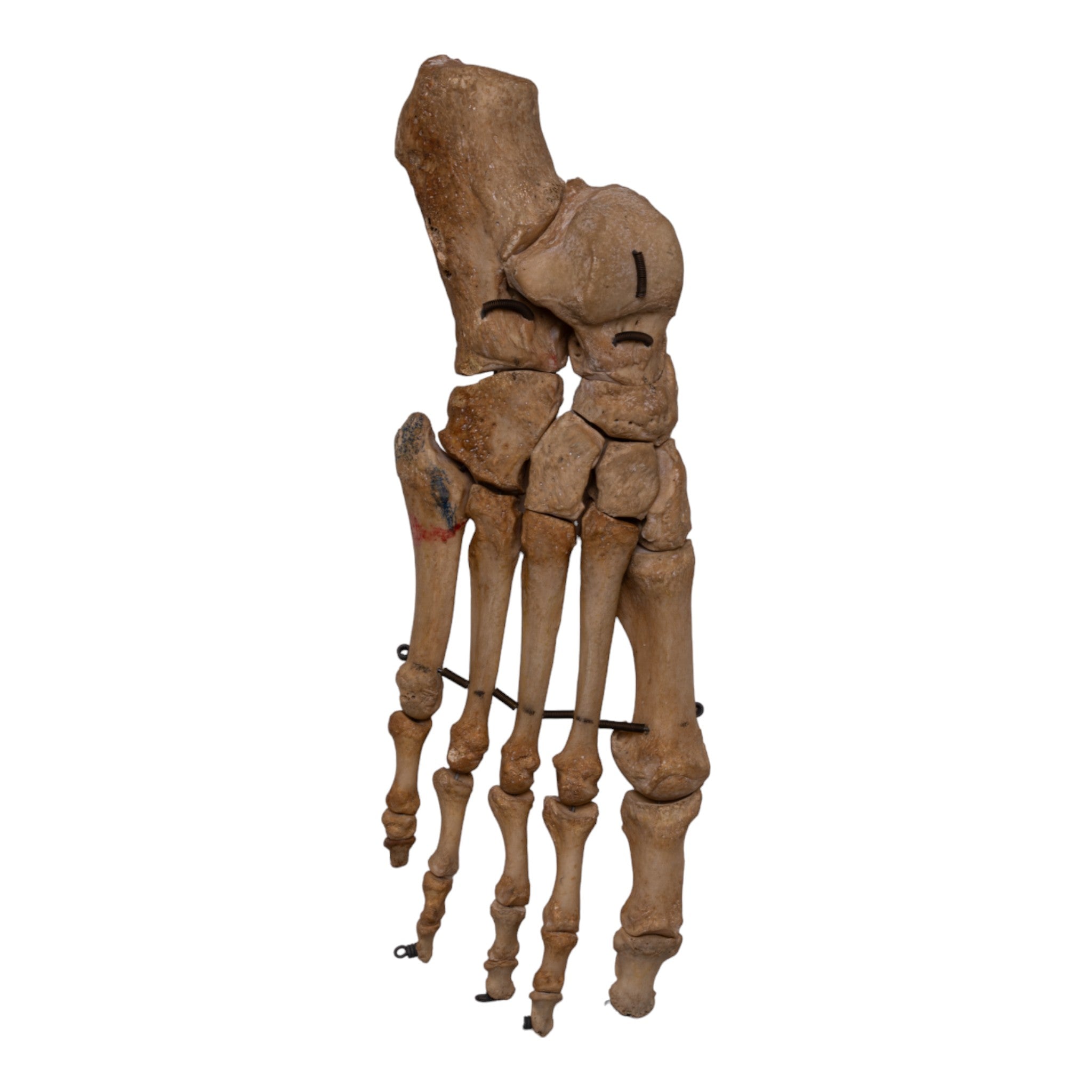Real Human Right Foot Articulated Skeleton Model - Perfect for Medical Study, Anatomy Education & Halloween Decor