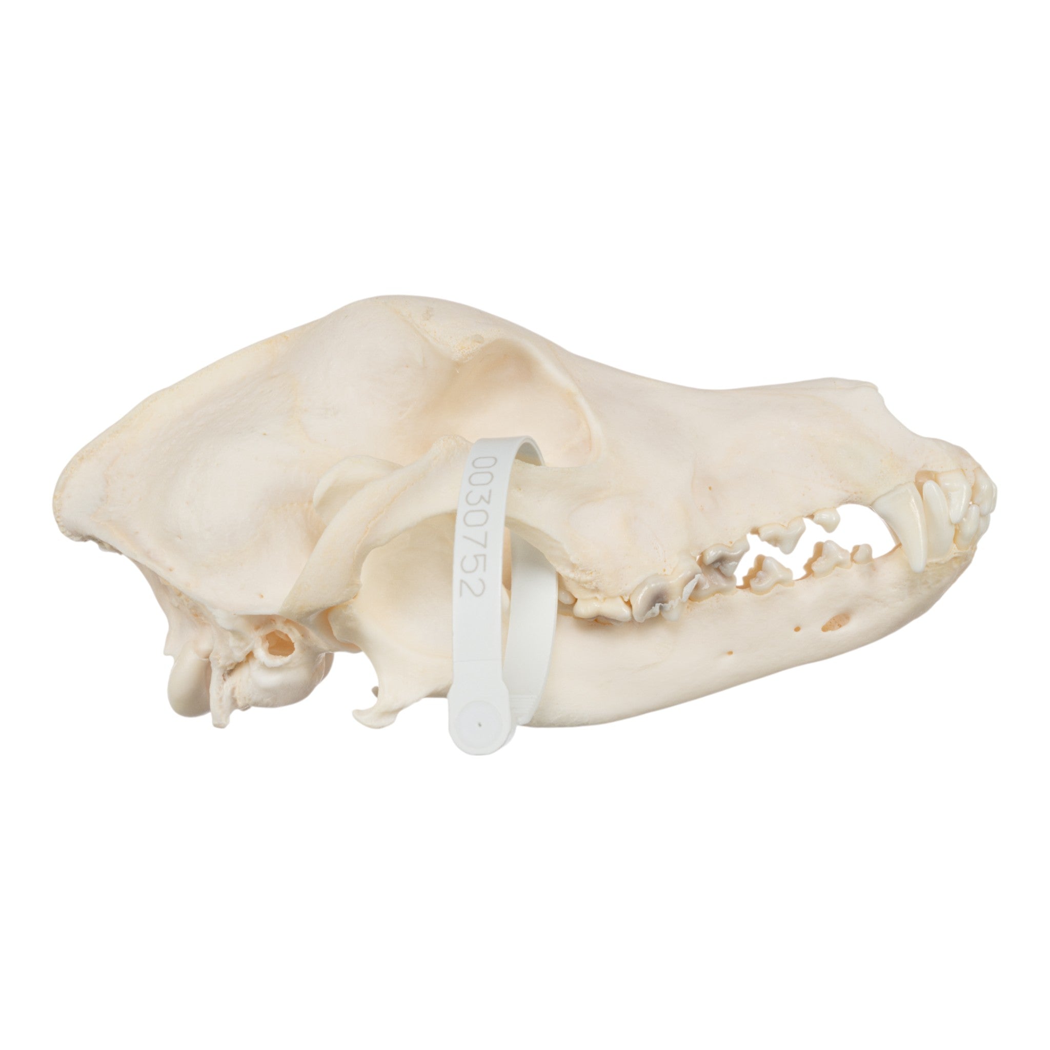 Authentic Wirehaired Pointing Griffon Dog Skull - Real Domestic Canine Specimen for Taxidermy, Veterinary Study & Gothic Home Decor