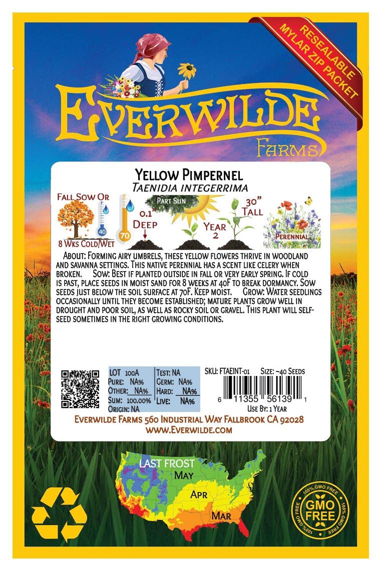 Everwilde Farms - 40 Yellow Pimpernel Native Wildflower Seeds for Planting - Gold Vault Jumbo Seed Packet - Perfect for Gardens, Landscaping & Pollinator Habitats