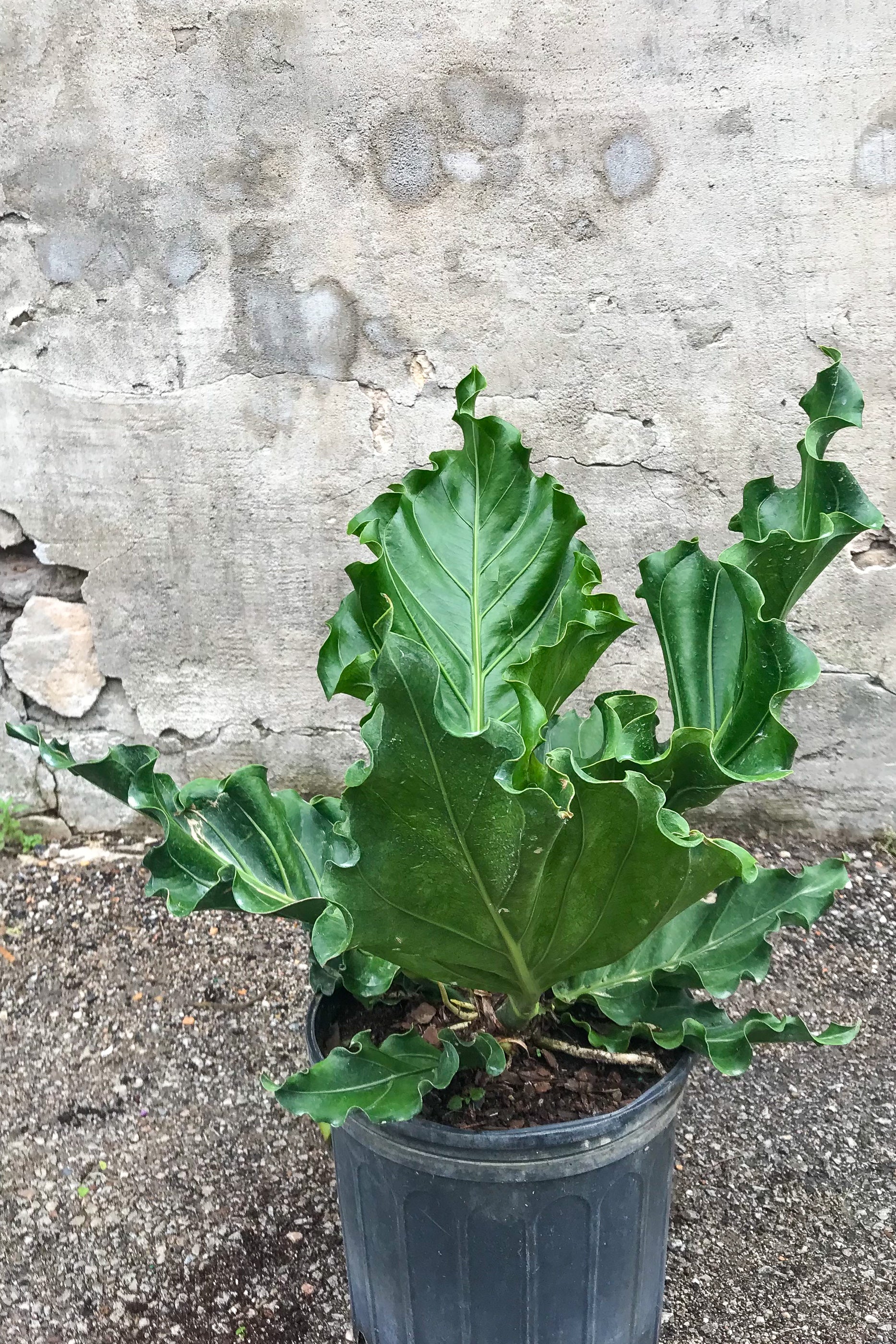 Anthurium plowmanii 'Ruffles' - 10