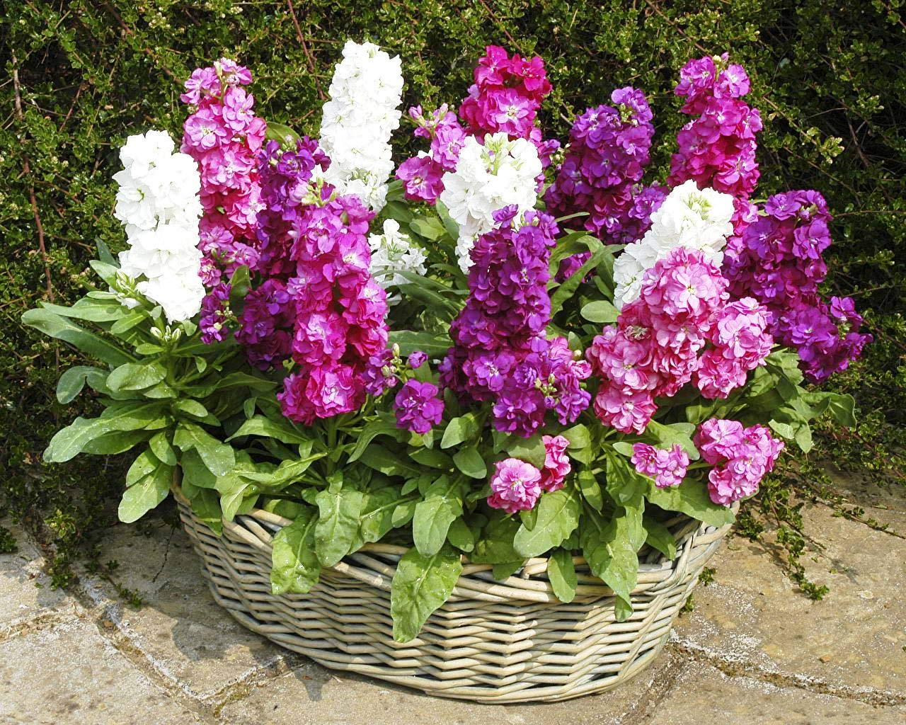 Brompton Common Hoary Stock Dwarf Mix Seeds (Matthiola Incana) - Non-GMO Annual Flower Seeds for Gardens, Borders & Containers