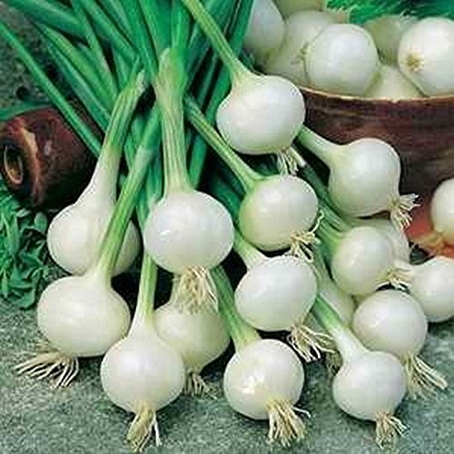 Organic Crystal White Wax Onion Seeds - Sweet & Delicious Heirloom Variety (50 Seeds) - Perfect for Home Gardens, Cooking & Fresh Salads