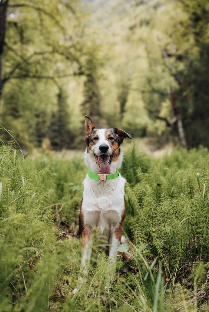 **Premium Adjustable Leather Dog Collar and Leash Set - Durable Pet Collar for Large Dogs (Boys & Girls) - Perfect for Walks, Training & Outdoor Adventures**