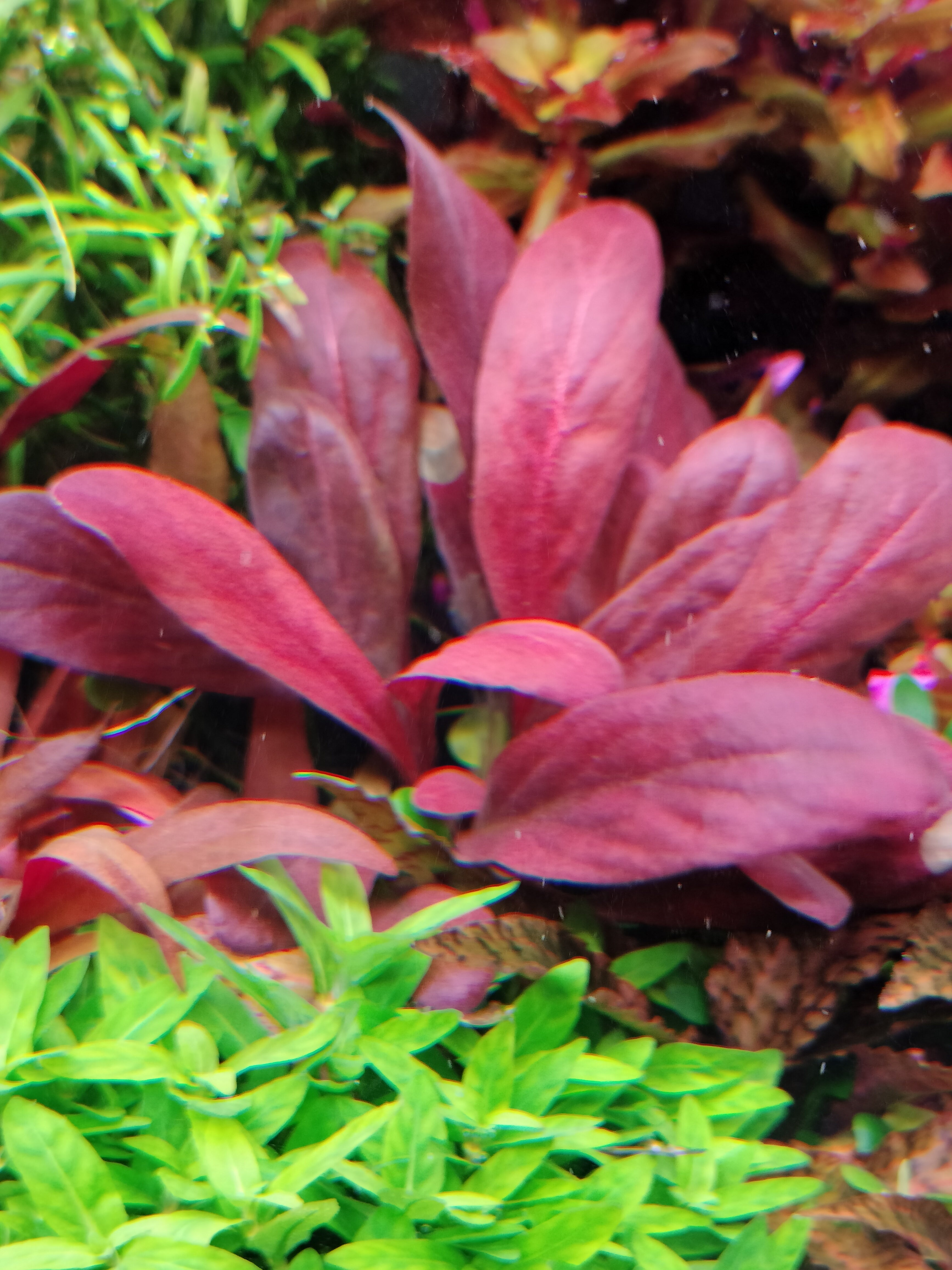 TCulture Samolus Parviflorus 'Red' - Live Aquatic Plant for Aquariums & Terrariums | Perfect for Freshwater Tanks, Paludariums & Water Gardens