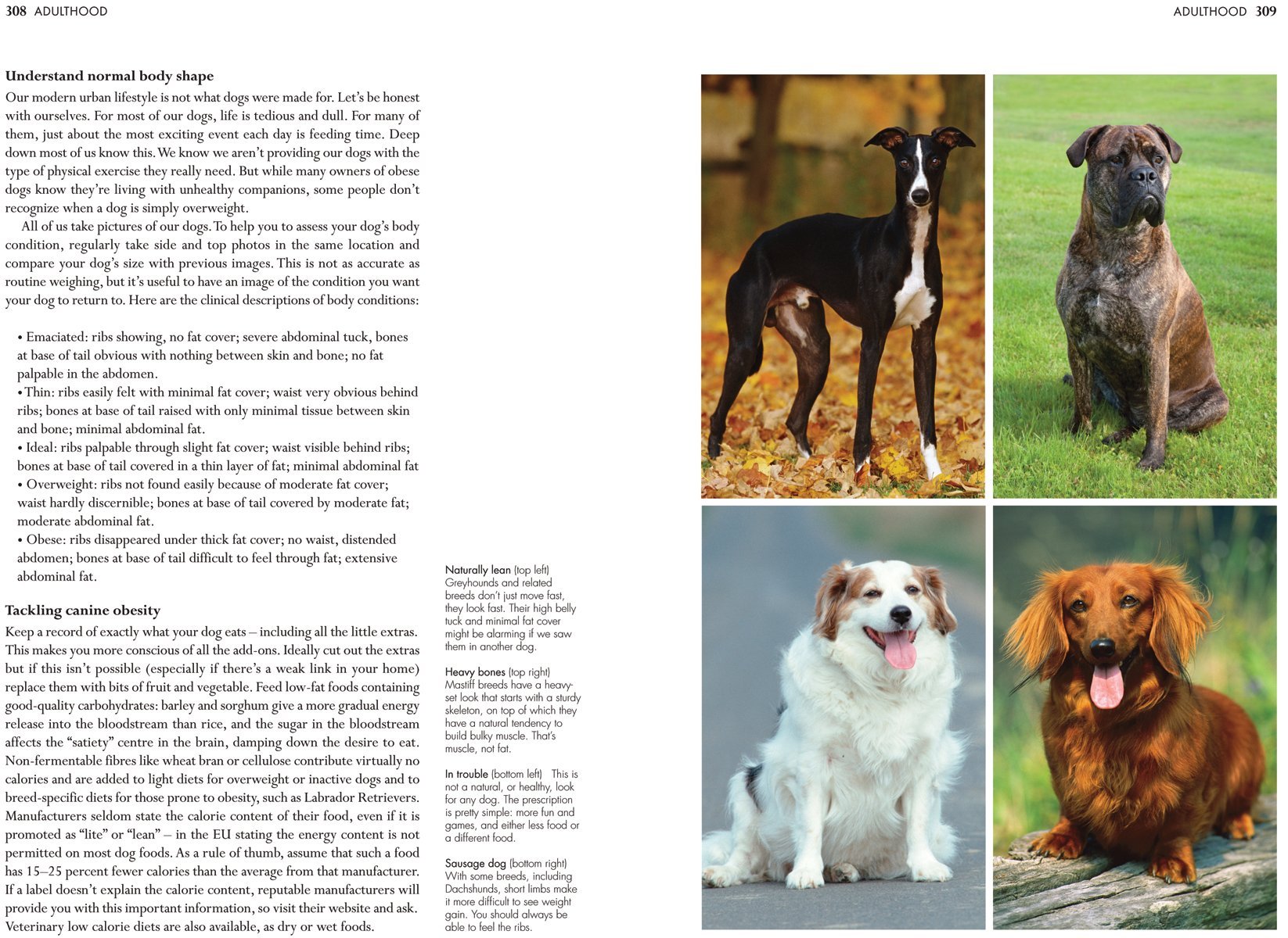 **The Ultimate Dog Care Guide for Pet Owners - Training, Nutrition & Health Tips for Happy Dogs | Perfect for New & Experienced Dog Owners**