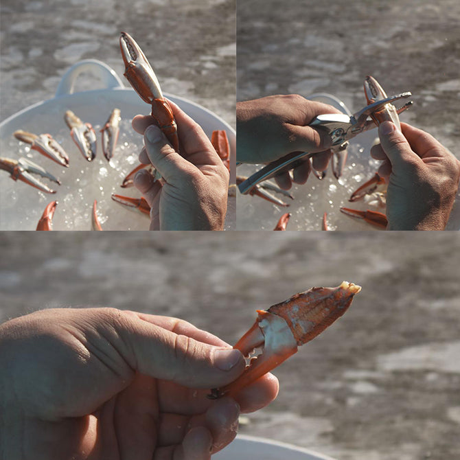 Toadfish Outfitters Premium Stainless Steel Crab Claw Cutter - Heavy Duty Seafood Shell Cracker for Crab, Lobster & Shellfish - Perfect for Beach Picnics, Seafood Boils & Outdoor Cooking