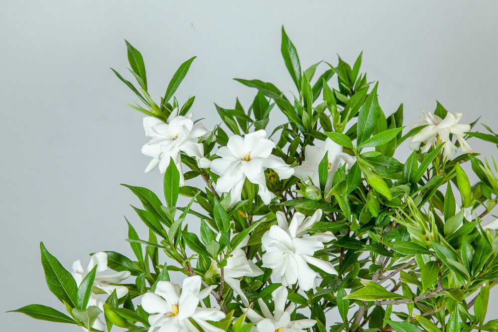 Frostproof Gardenia Live Plant - 3 Gallon Pot | Evergreen Flowering Shrub for Landscaping, Patio & Garden Decor