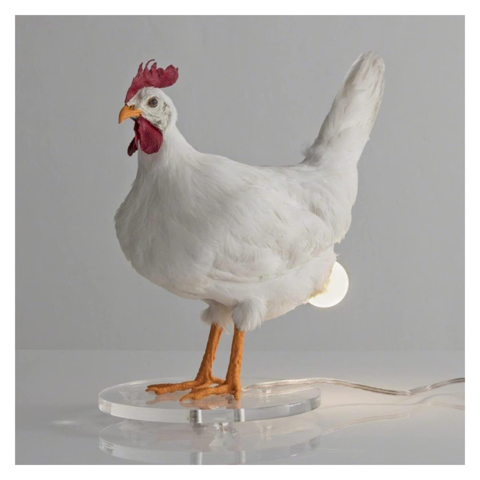 Realistic Taxidermy Chicken Egg Lamp - 3D LED Rooster Table Night Light, Lifelike Resin Hen Laying Eggs Decor for Easter, Bedroom, Living Room | Perfect for Farmhouse Decor, Nursery Lighting & Easter Gift Ideas