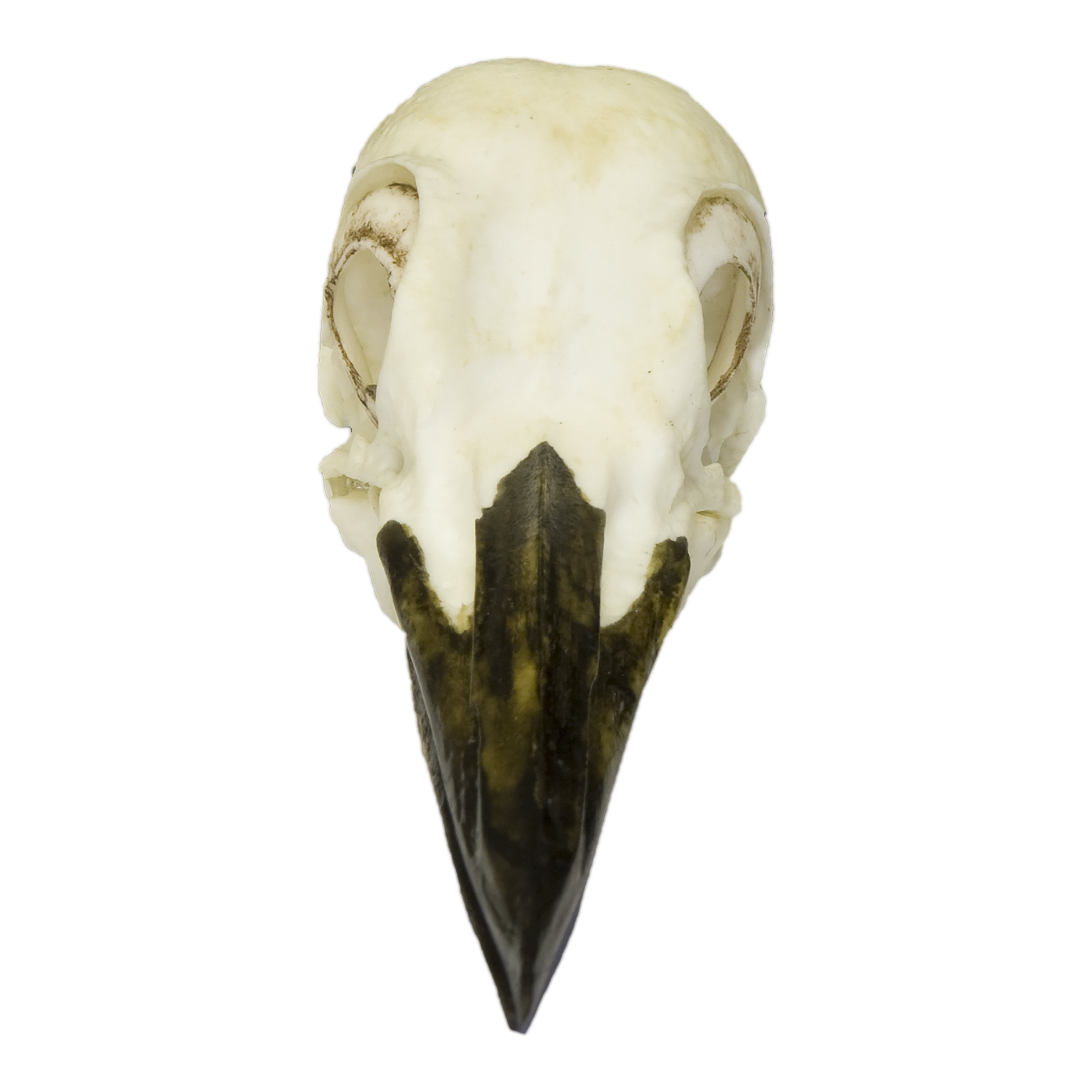 Authentic Replica Pileated Woodpecker Skull - Lifelike Bird Skull Model for Science Education, Home Decor & Gothic Collections | Perfect for Biology Classrooms, Halloween Decor & Taxidermy Displays