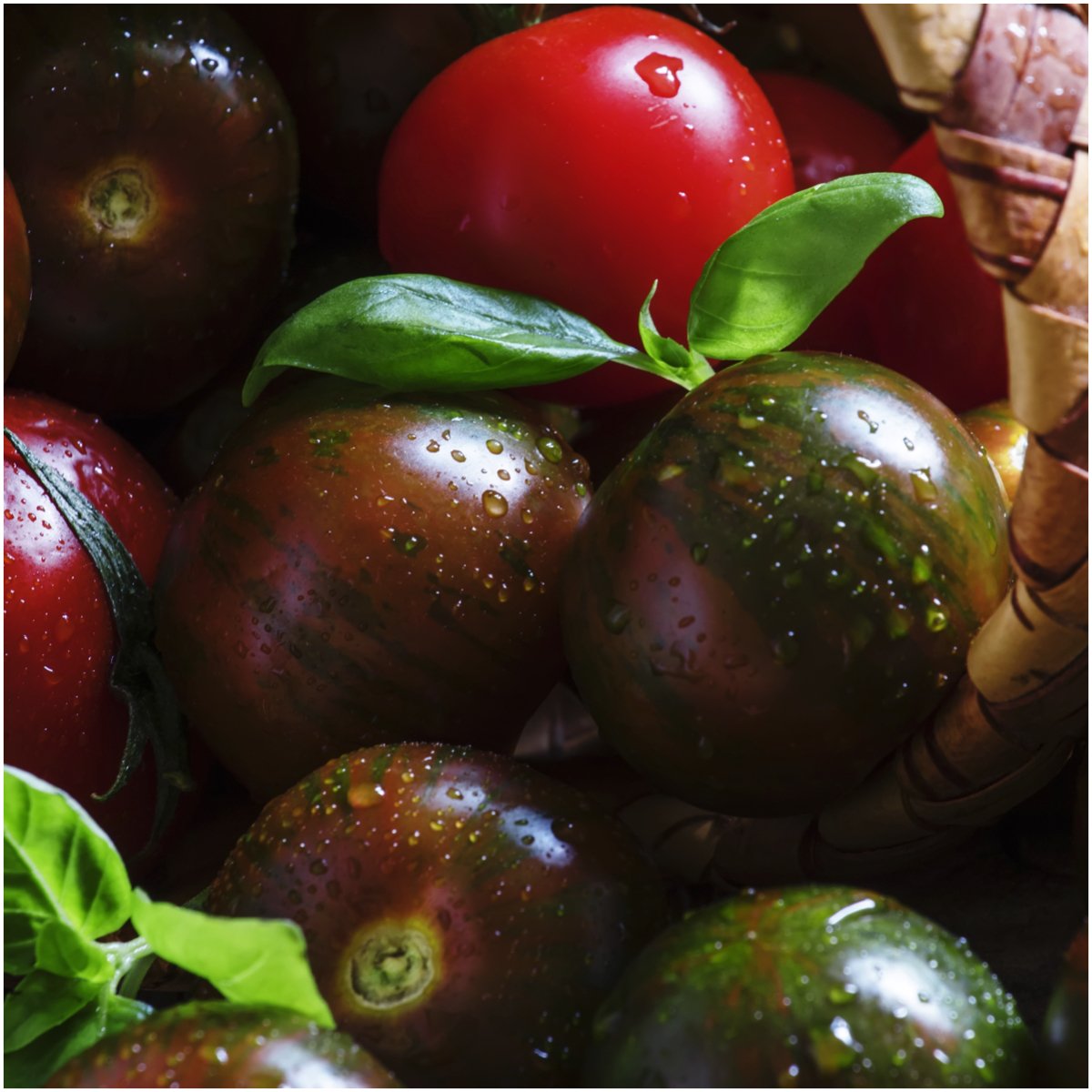 Organic Black Cherry Tomato Seeds for Planting - Non-GMO Heirloom, Untreated, Indeterminate Variety - Grow Juicy Sweet Tomatoes in Home Garden, Containers or Raised Beds - Perfect for Salads, Snacking & Fresh Eating (1 Pack)
