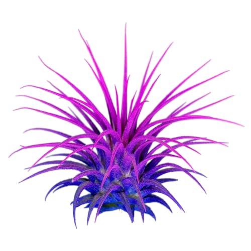 Blue/Pink