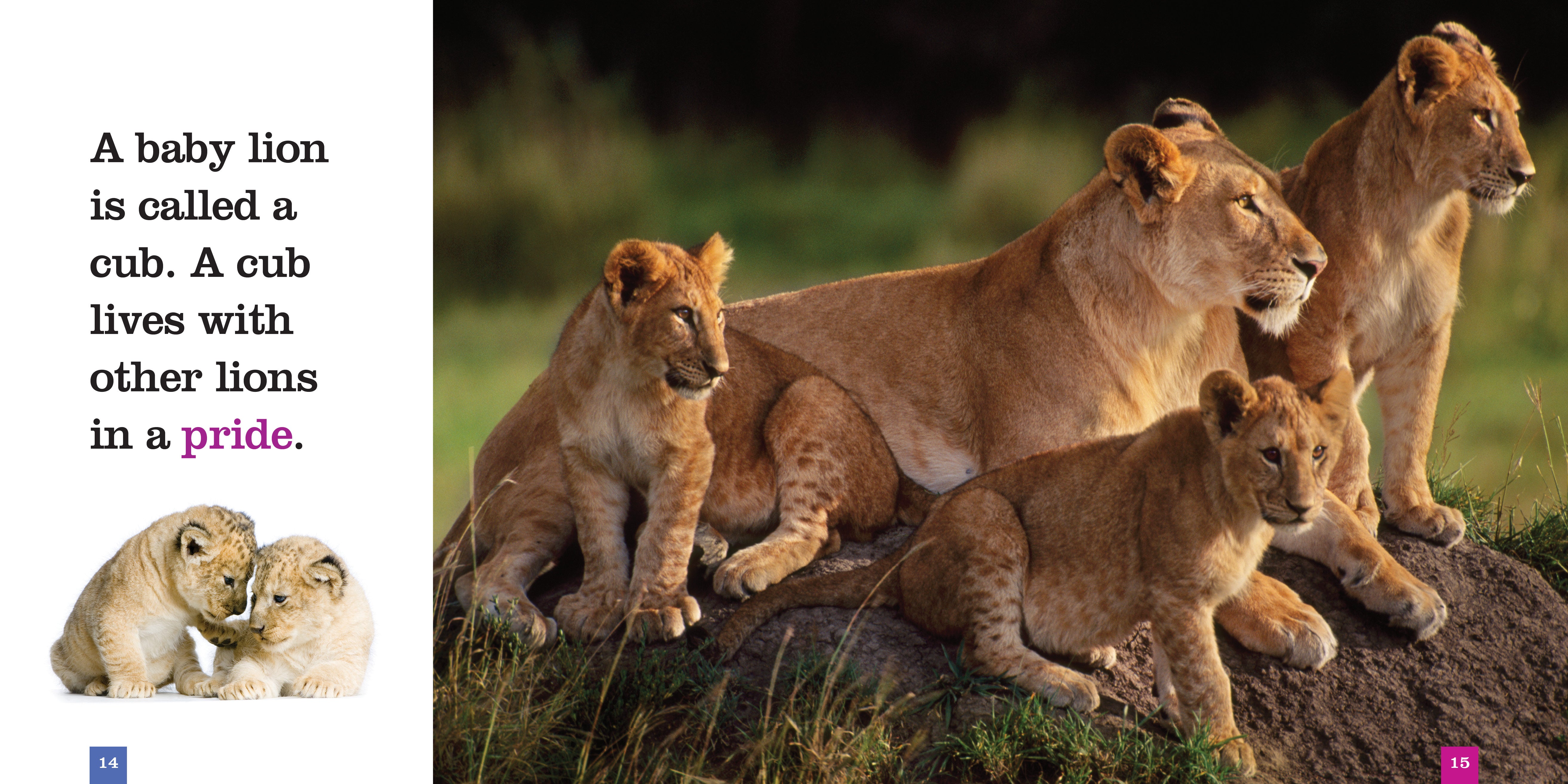 Lions Book 978-1-60818-277-0 - Wildlife Education & Nature Reading for Animal Lovers