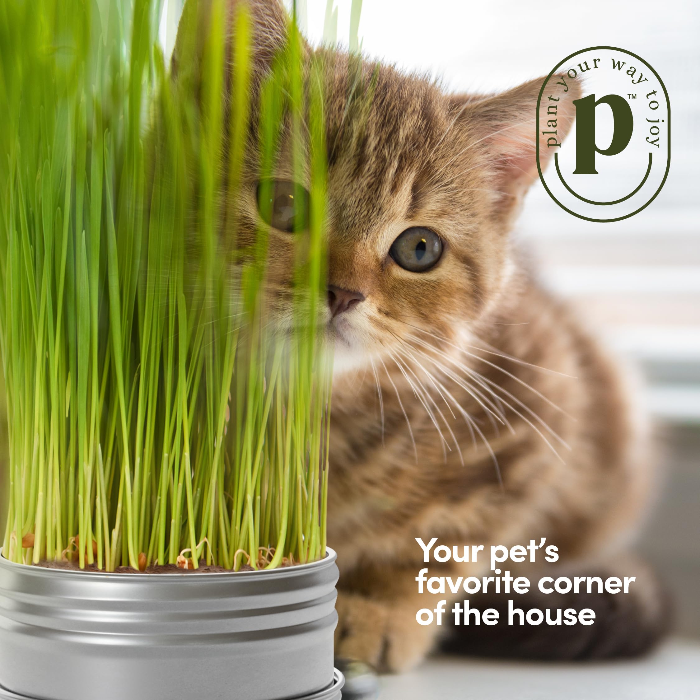 Organic Cat Grass Growing Kit for Indoor Cats - 3 Pack with Premium Seeds & Soil - Healthy Pet Grass Planter for Digestive Health - Perfect Gift for Cat Lovers (Use for Play, Digestion & Stress Relief)