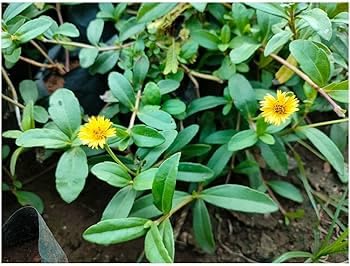Organic Bhringaraj Powder (False Daisy) 70g - Herbal Hair Care for Growth & Strength | Saara HERBAL FRESH Yellow Karisalankanni | Kayonni, Kesaraja, Bhangara | Promotes Healthy Scalp & Shine - Perfect for DIY Hair Masks & Ayurvedic Treatments