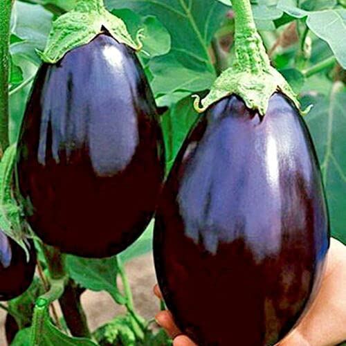 100+ Black Beauty Eggplant Seeds - Heirloom, Non-GMO, Organic for Garden, Patio & Container Planting | Grow Fresh Eggplants at Home for Cooking & Salads