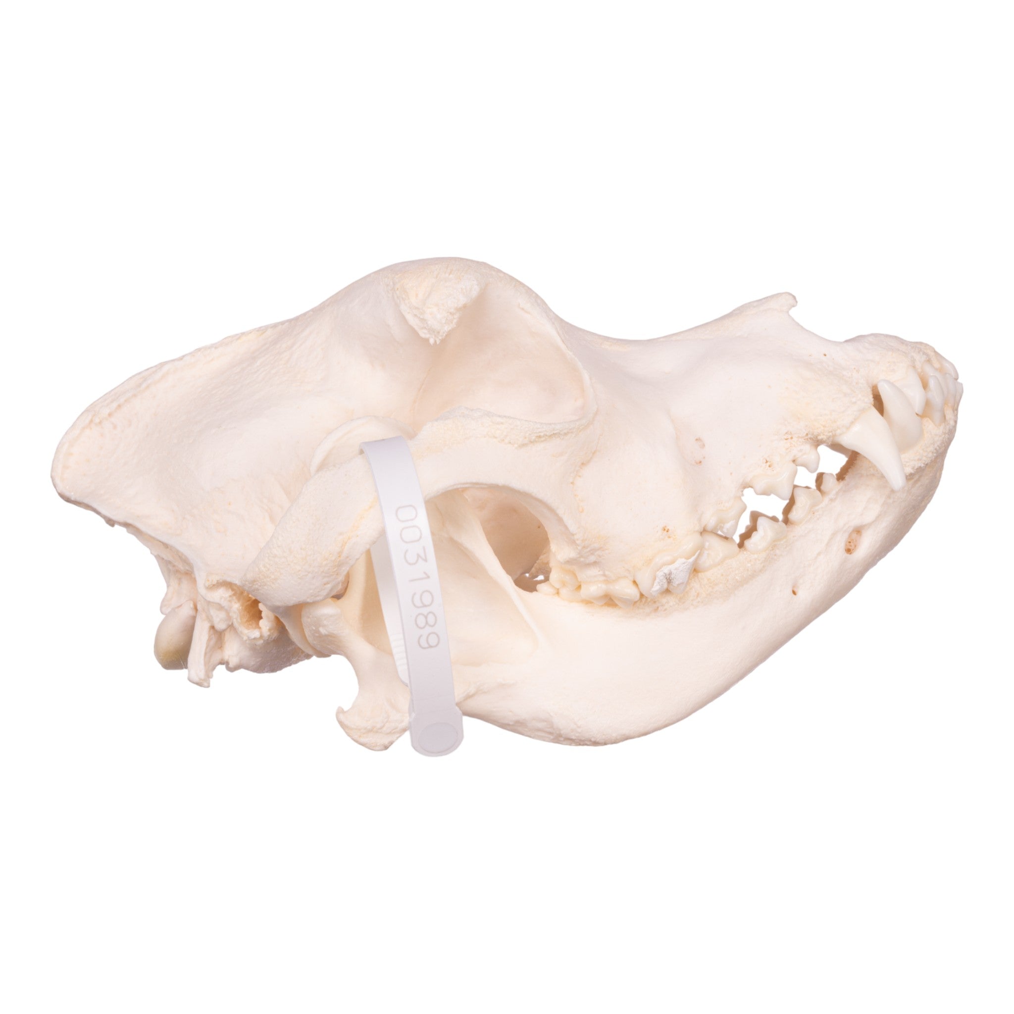 Authentic Saint Bernard Dog Skull - Real Domestic Canine Specimen for Veterinary Study, Taxidermy & Gothic Decor