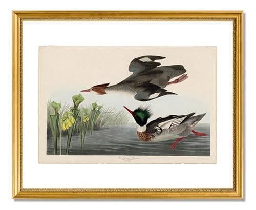 John James Audubon The Birds of America Plate 401 Red-breasted Merganser Print - Vintage Bird Art for Home Decor & Nature Lovers