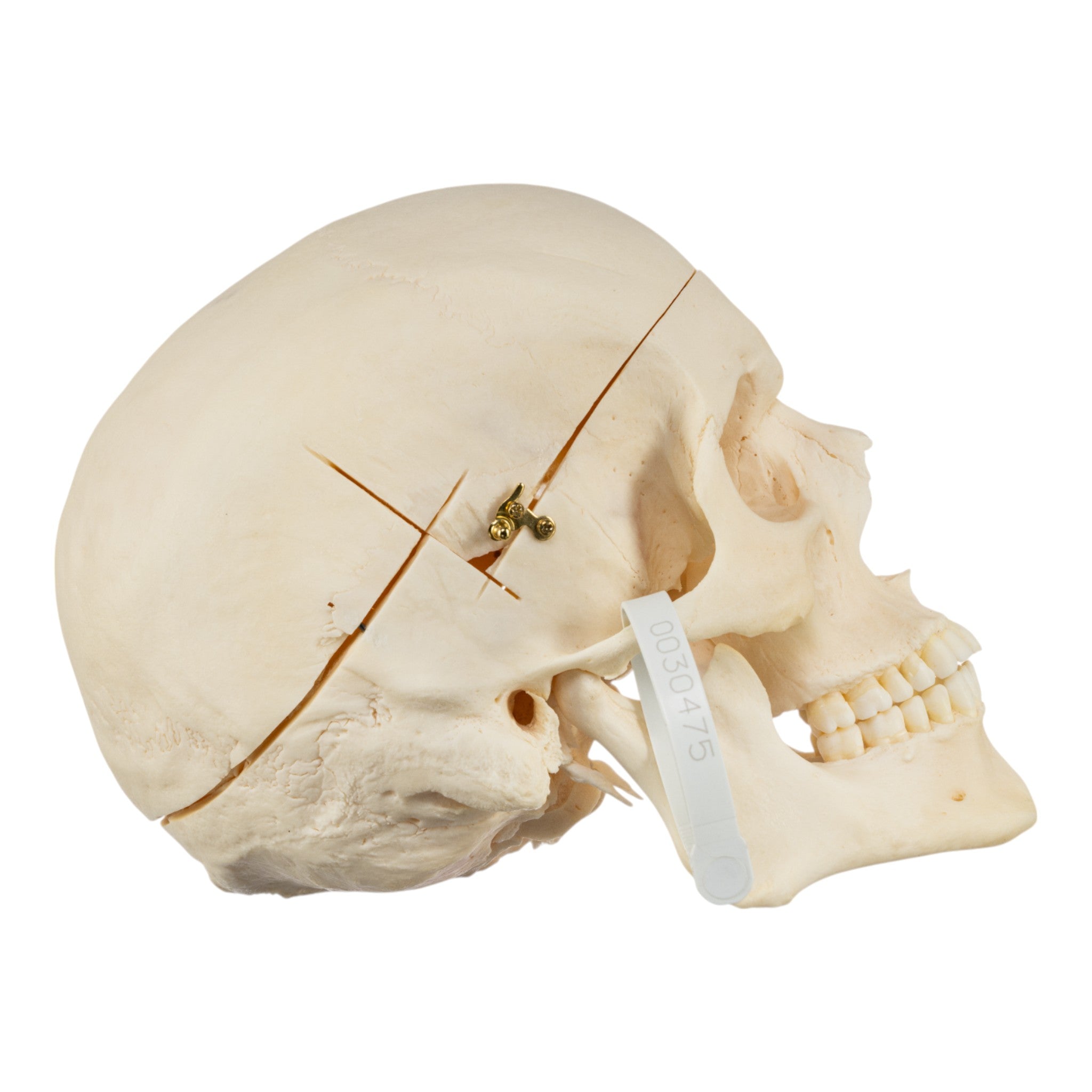 Premium Disarticulated Human Skeleton Model - Anatomically Accurate for Medical Education & Research - Perfect for Classroom, Lab, and Medical Training