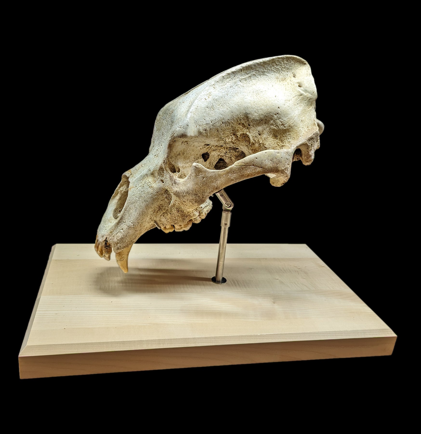 Authentic Cave Bear Skull Replica with Display Stand - Perfect for Home Decor, Educational Display, and Paleontology Enthusiasts