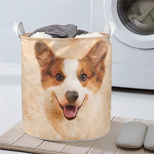 Cute Dog Pet
