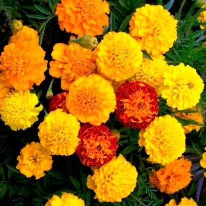 Dwarf French Marigold Seeds - Petite Mix (1 lb) | Yellow & Orange Open-Pollinated Flowers | Attracts Bees, Butterflies & Hummingbirds | Pollinator-Friendly Garden, Container & Border Planting