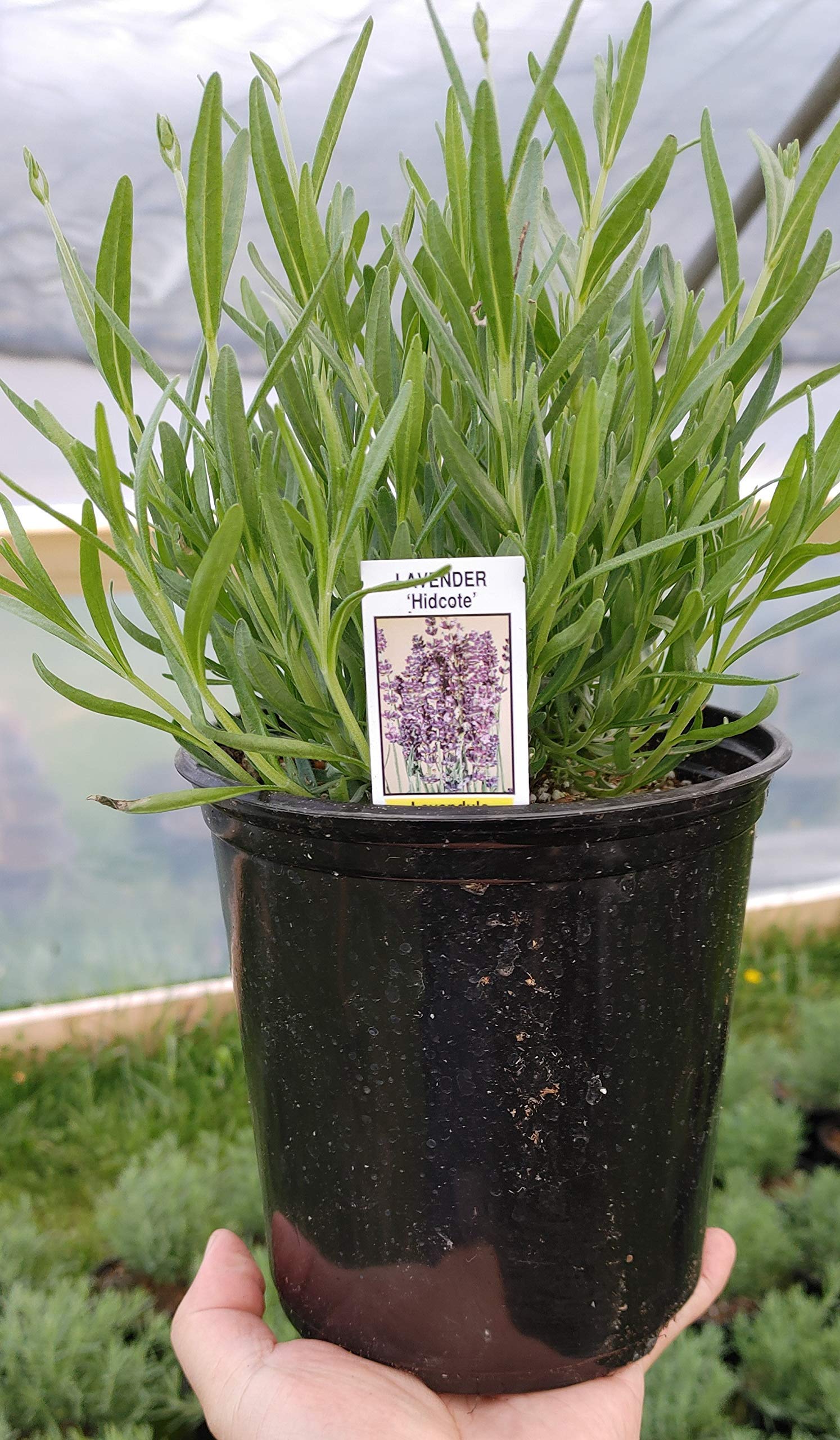 L+ Findlavender Hidcote Blue Lavender Plant - 2.5QT Size Pot - Fragrant Perennial Herb for Gardens, Landscaping & Aromatherapy - Perfect for Home Decor, Gifts & Outdoor Planting