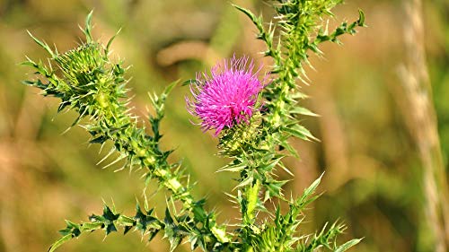 20x30 Inch Purple Wildflower Nature Laminated Poster - Vibrant Colors & High-Quality Print - Perfect for Home Decor, Office, Living Room, Bedroom Wall Art