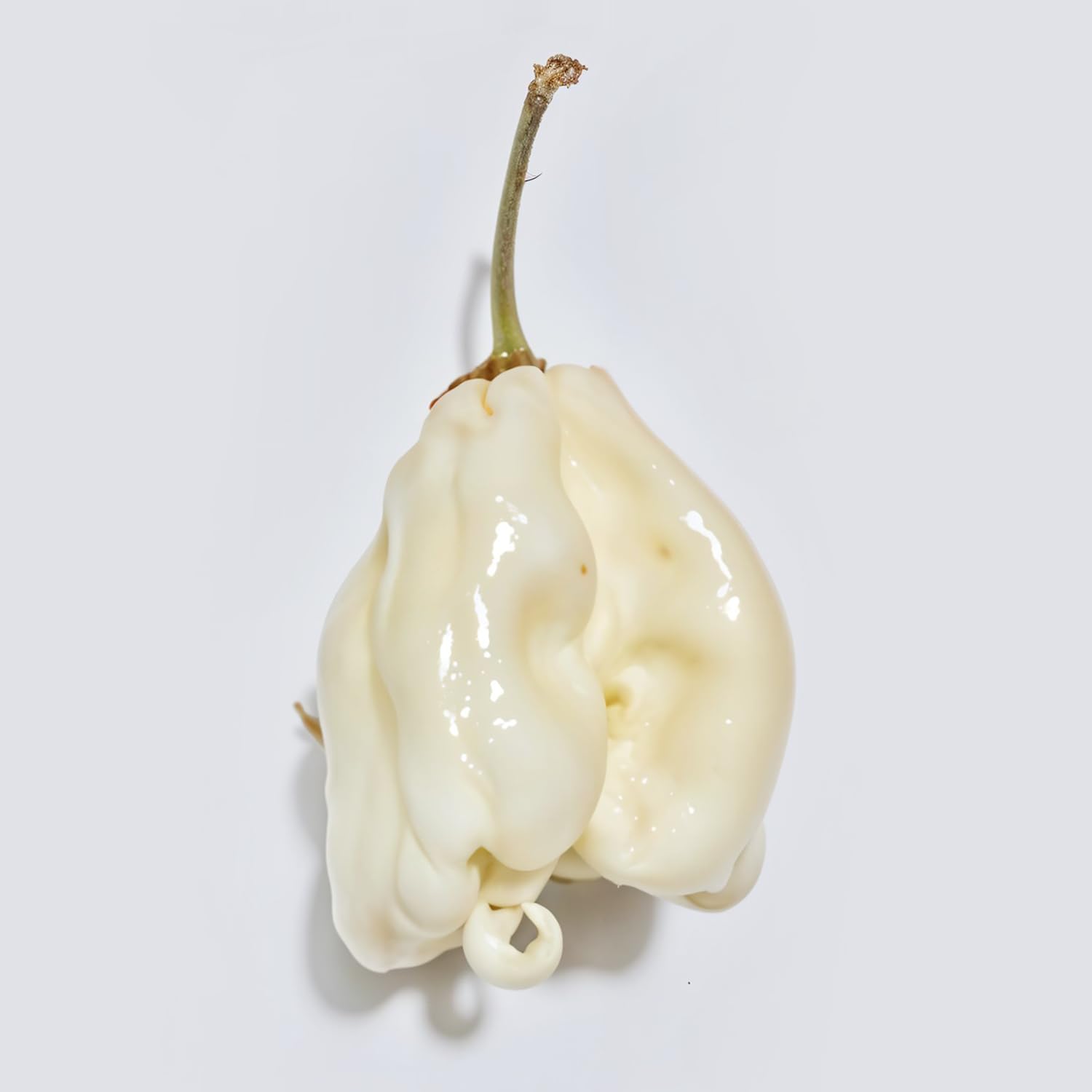 BmoreSpicy White Carolina Reaper Seeds - 5 Count Super Hot Chili Pepper (Ghost Pepper Variety) - World's Hottest Pepper for Home Gardening, Cooking & Spicy Food Challenges