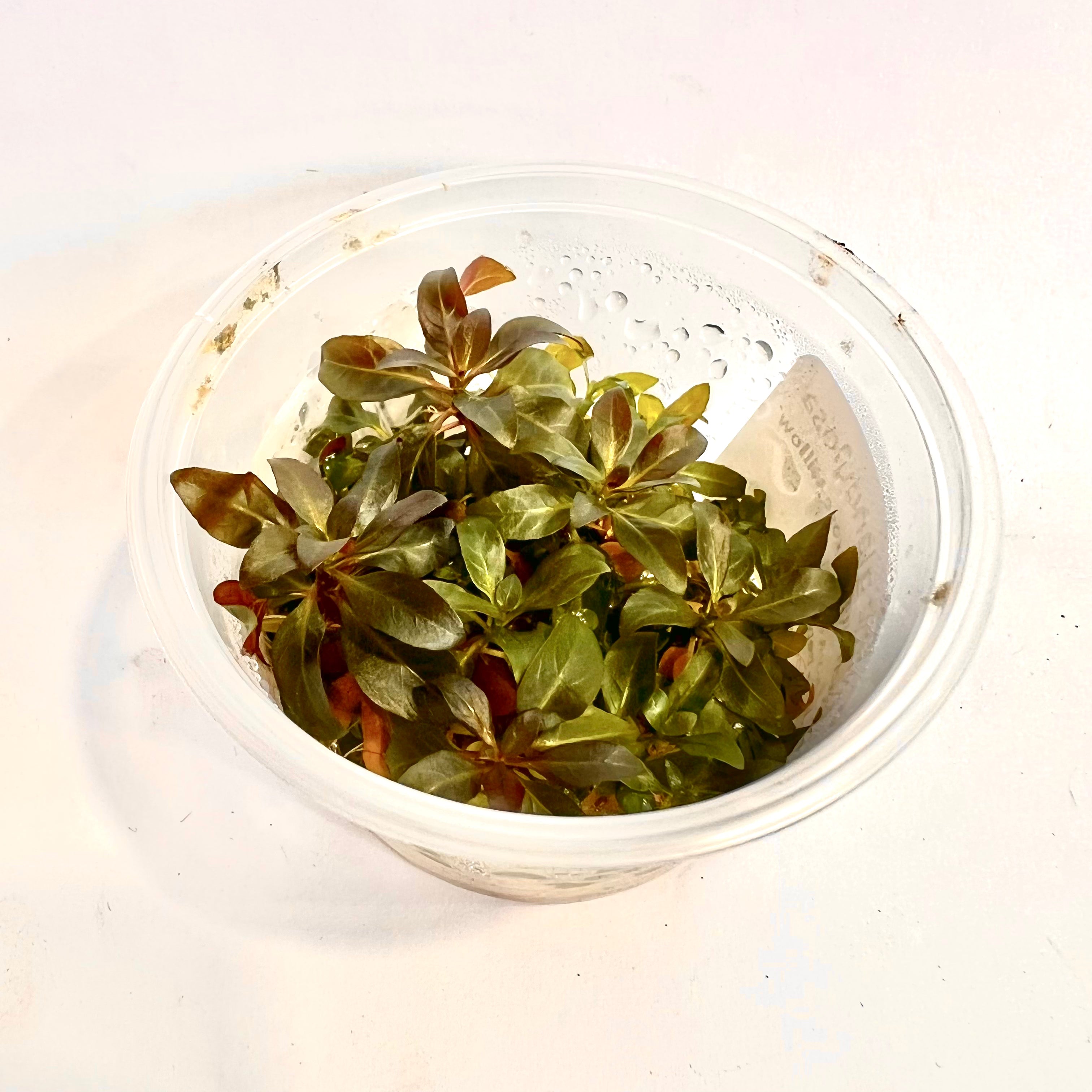 Ludwigia Glandulosa Aquatic Plant Tissue Culture - Perfect for Freshwater Aquariums and Planted Tanks