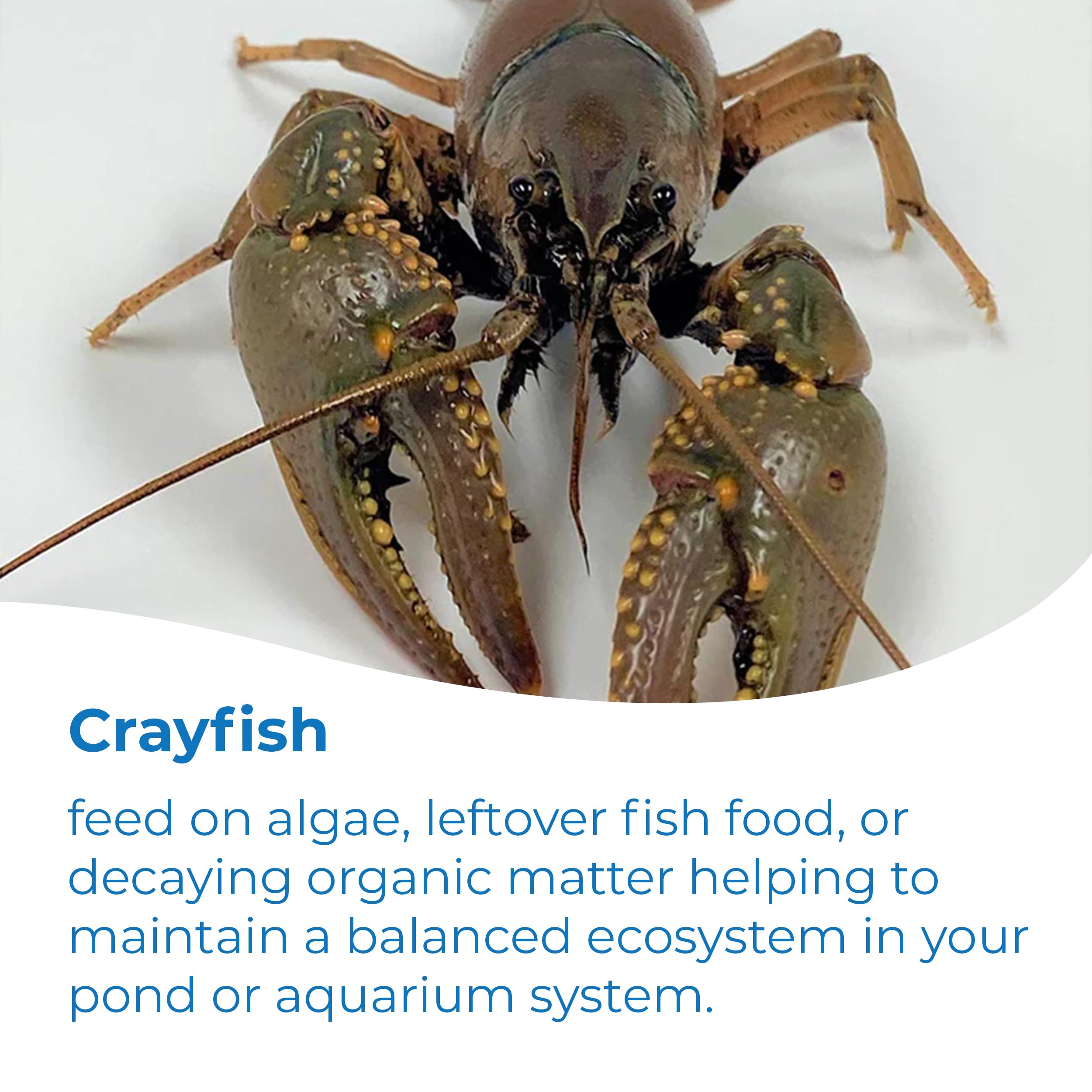 Live Toledo Goldfish, Crayfish & Trapdoor Snail Combo - 5 Each (10 Total) - Freshwater Aquatic Pets for Ponds, Aquariums & Fish Tanks - Perfect for Aquatic Ecosystems, Algae Control & Decorative Aquascaping