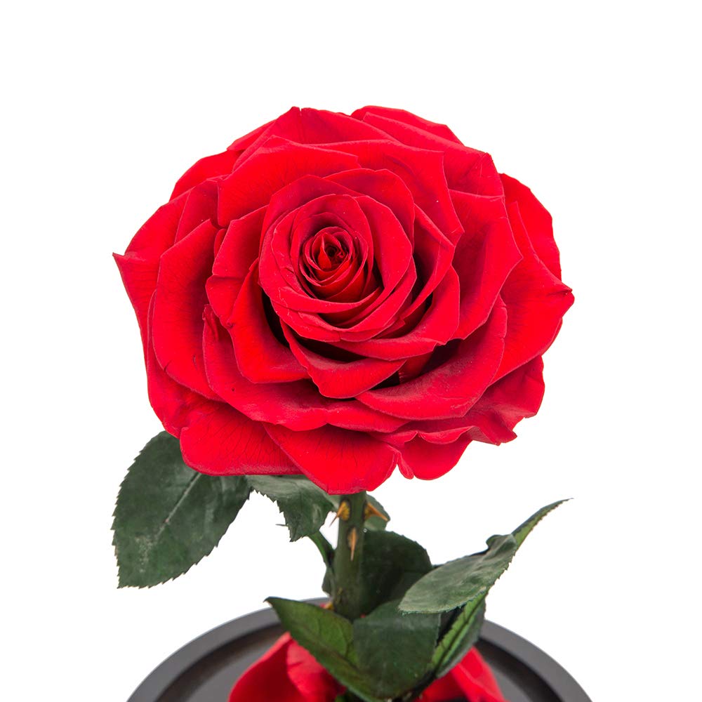 Handmade Real Preserved Red Roses in Glass Dome - Never Withering Romantic Gift for Her, Mother's Day, Birthday, Anniversary | Perfect for Home Decor, Wedding Centerpieces, and Special Occasion Gifts