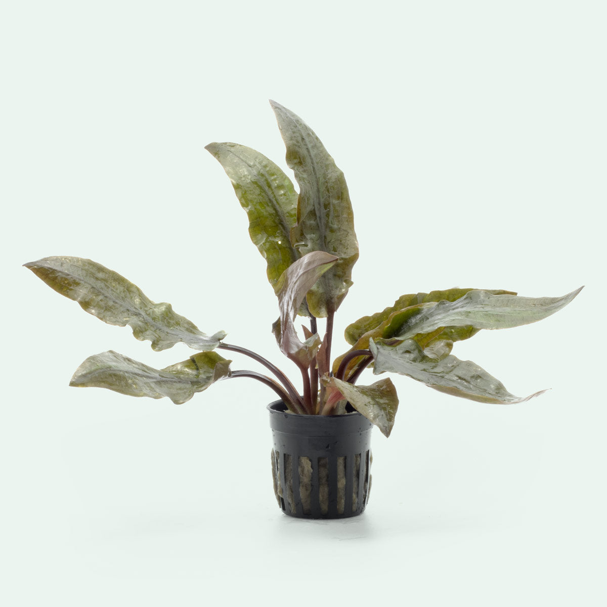Cryptocoryne Hudoroi Live Aquarium Plant - Easy Care Aquatic Plant for Fish Tanks & Aquascaping | Perfect for Freshwater Aquariums, Shrimp Tanks & Planted Tanks