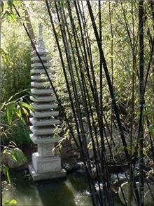 Black Bamboo Live Plant (Phyllostachys Nigra) - #1 Size for Privacy Screening, Landscaping & Asian Garden Decor - Fast Growing Evergreen Hedge for Outdoor Planting
