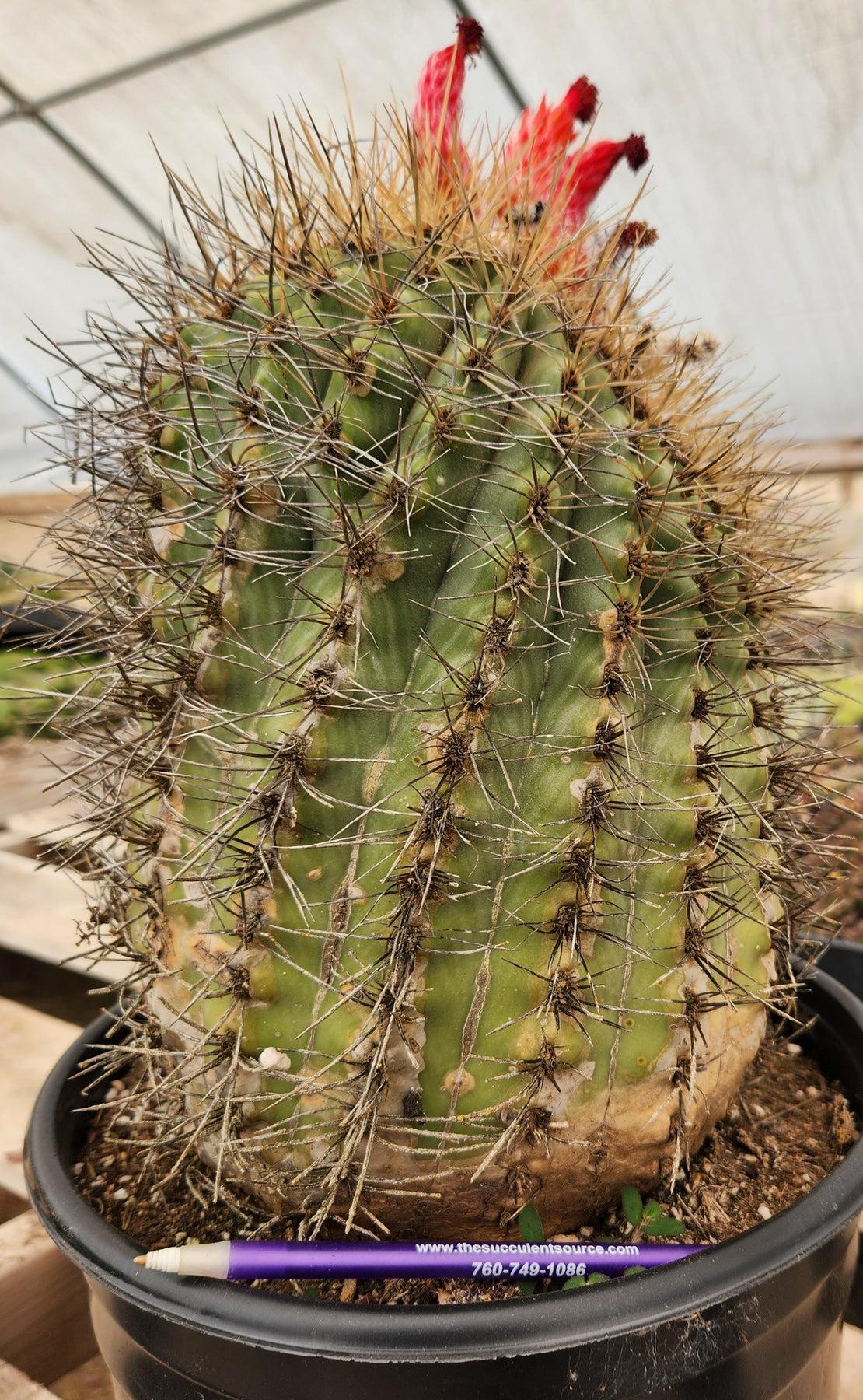 Exact Denmoza Rhodacantha Cactus Plant - Rare Live Succulent Specimen for Home Decor, Office Desk, or Garden Collection