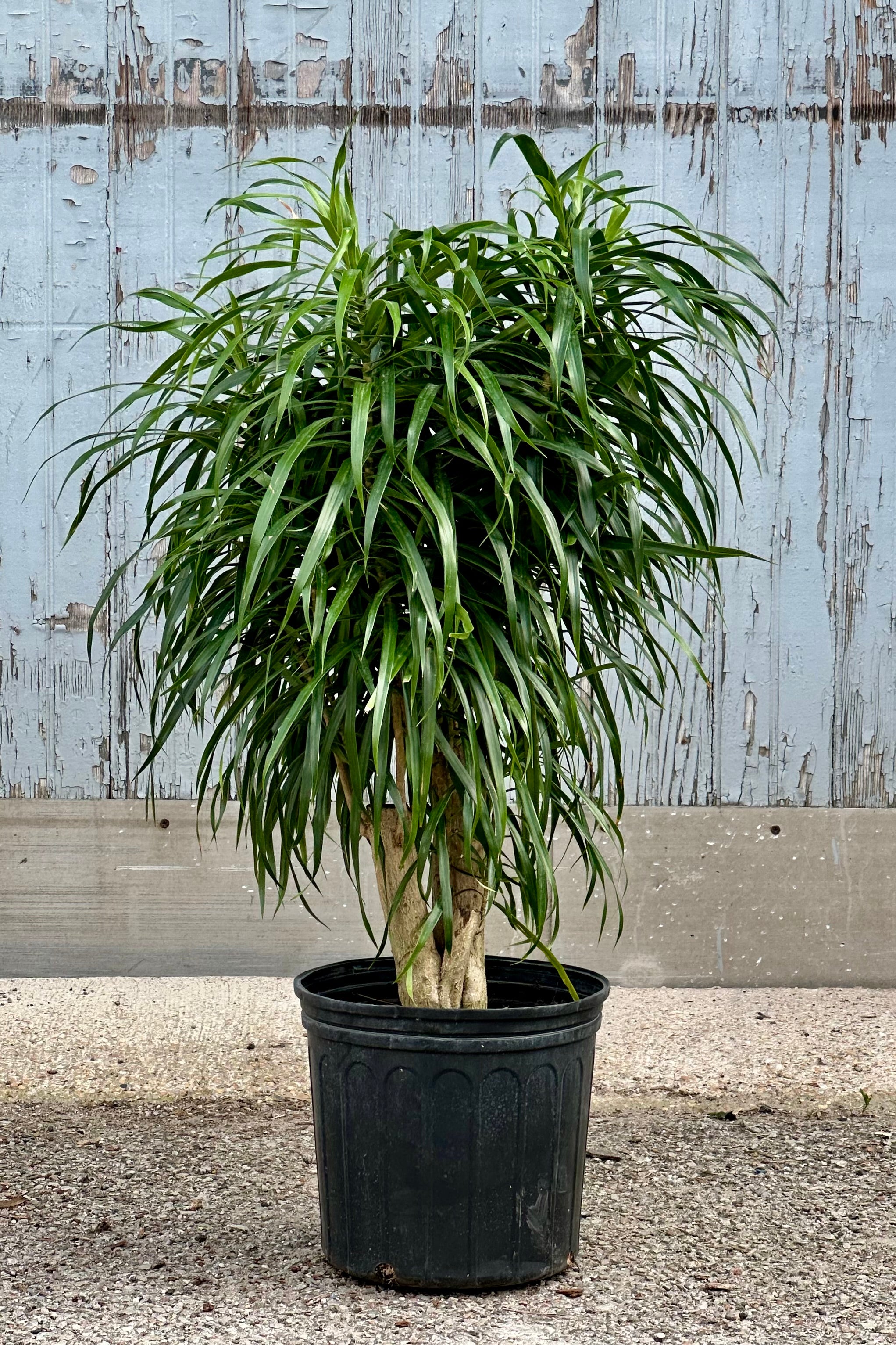 Dracaena 'Anita' Standard Indoor Plant - 10