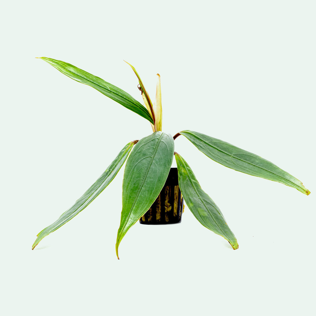Bucephalandra Goliath Aquatic Plant for Aquarium - Rare Freshwater Live Plant for Fish Tank Decoration, Perfect for Aquascaping and Shrimp Tanks