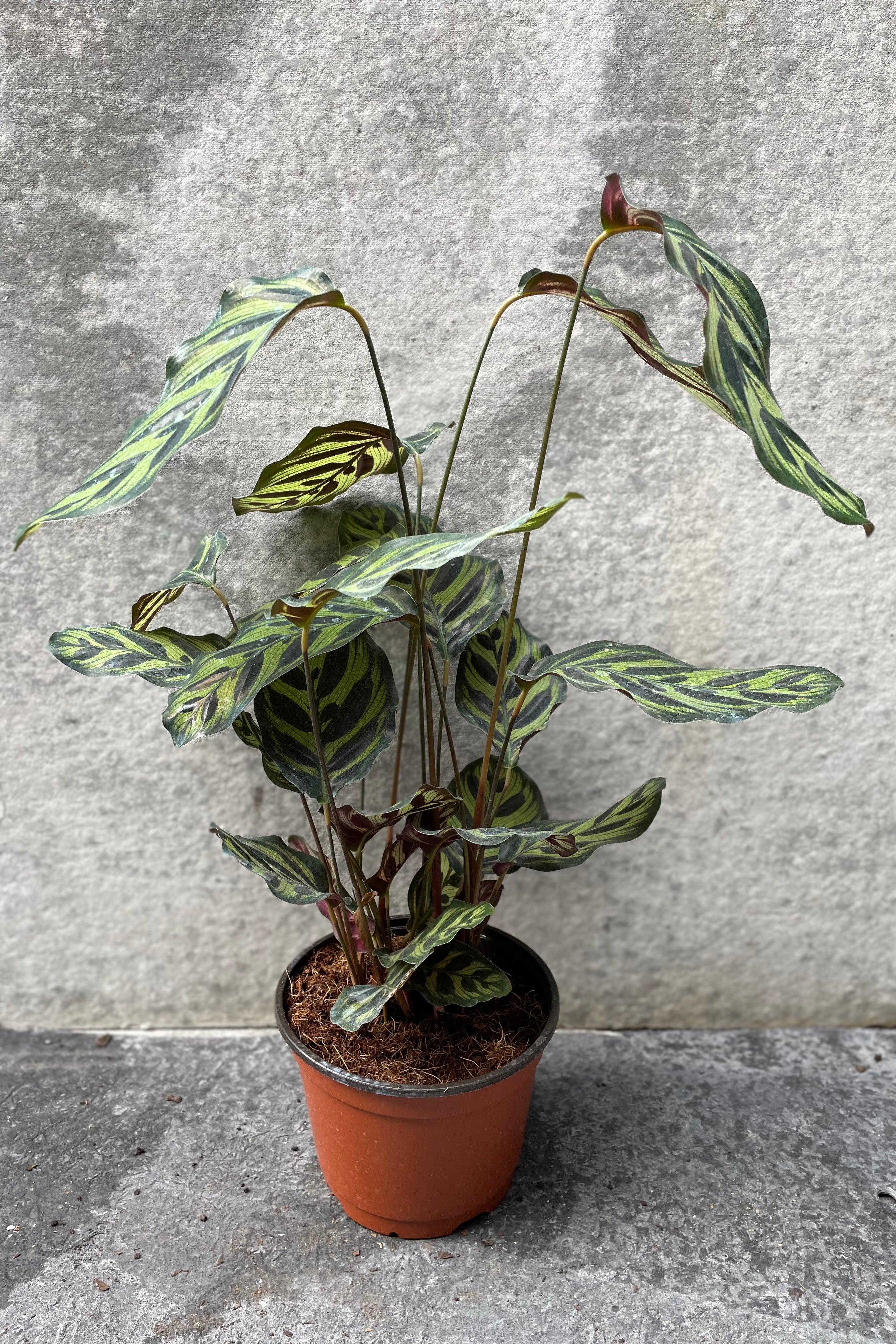 Calathea Makoyana Peacock Plant - 6