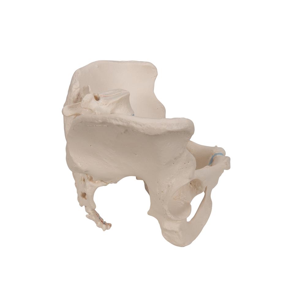 3-Part Female Pelvis Anatomy Model - Medical Teaching Tool for Students & Professionals | Ideal for Classroom, Lab & Study Use