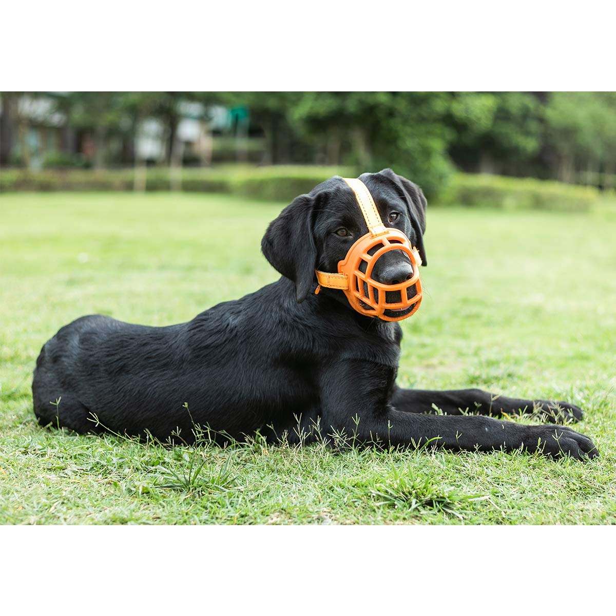 BARKLESS Soft Silicone Basket Dog Muzzle - Comfortable Breathable Muzzle for Small Medium Large Dogs - Allows Panting Drinking & Prevents Barking Biting Chewing - Includes Adjustable Collar & Training Guide - Perfect for Training Walks Grooming Vet Visits