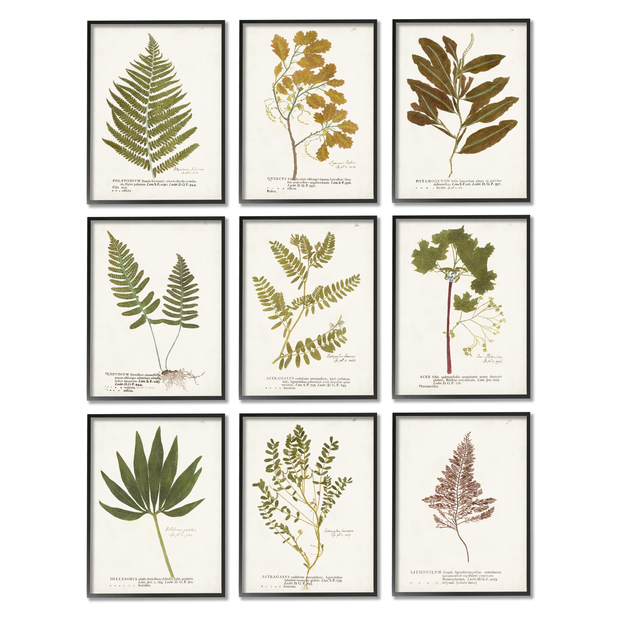 Stupell Industries Vintage Pressed Botanicals Wall Art - Framed Plant Leaf Study by World Art Group | Nature-Inspired Home Decor for Living Room, Bedroom & Office