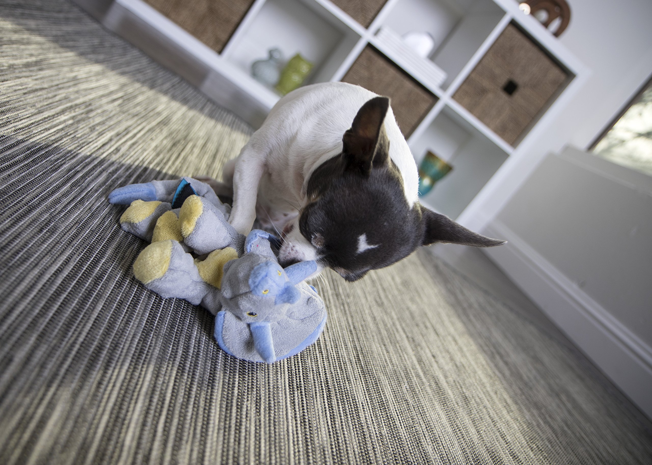 goDog Dinos Frills Squeaky Plush Dog Toy with Chew Guard Technology - Gray Small Dinosaur Chew Toy for Puppies & Small Dogs | Interactive Play, Training Reward, Teething Relief