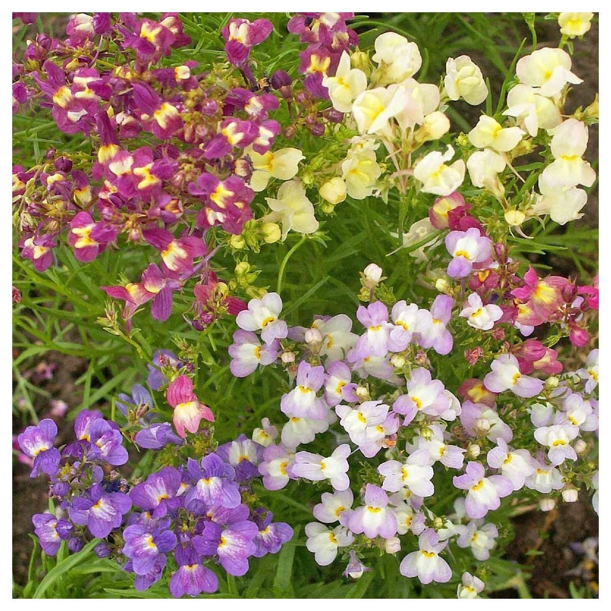 Everwilde Farms - 1 Oz Fairy Bouquet Mix Dwarf Snapdragon Wildflower Seeds - Gold Vault Pack - Perfect for Cottage Gardens, Borders & Pollinator-Friendly Landscapes