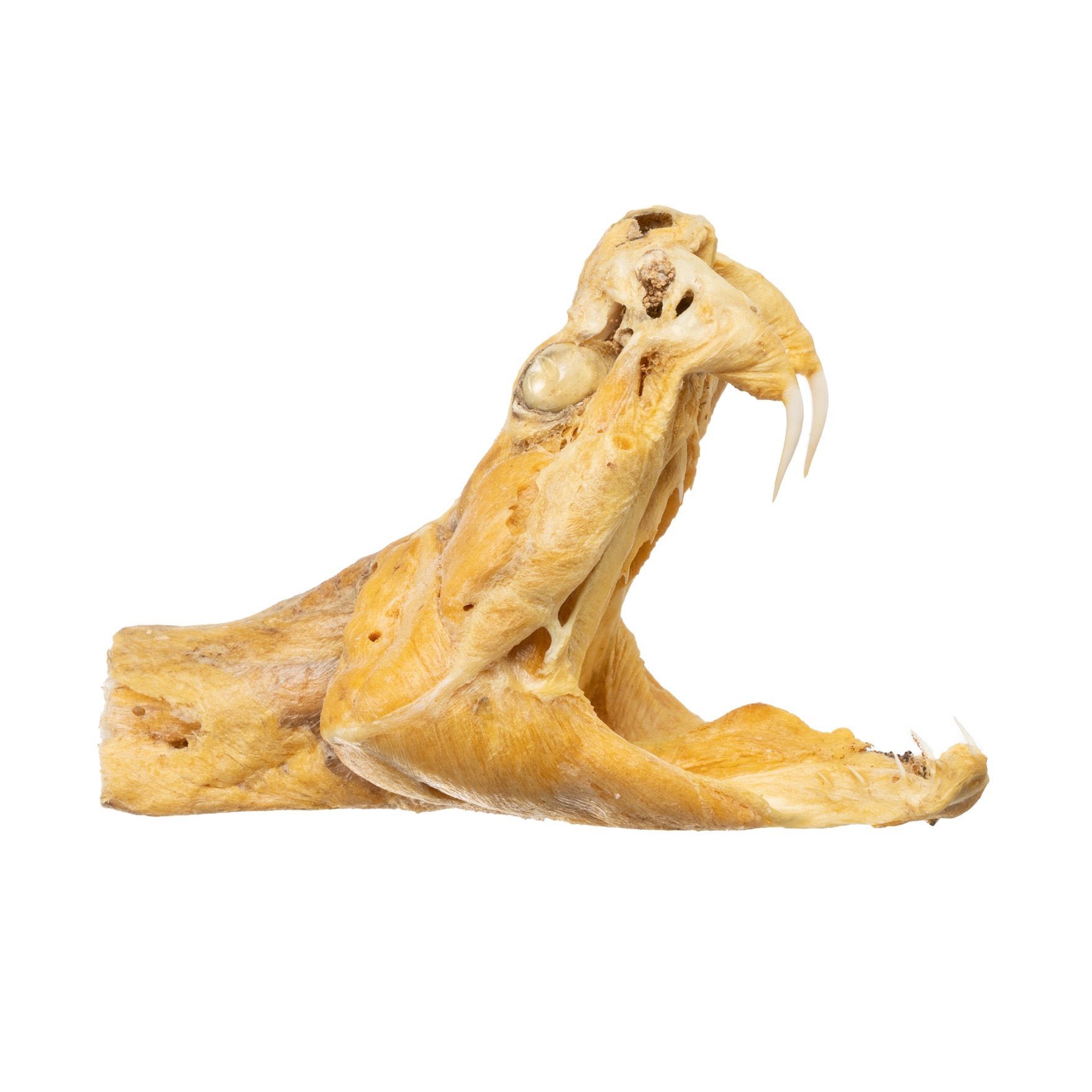 Preserved Rattlesnake Head - Authentic Taxidermy Specimen for Home Decor, Western Style, and Unique Gifts - Perfect for Halloween, Cabin Decor, and Oddity Collections