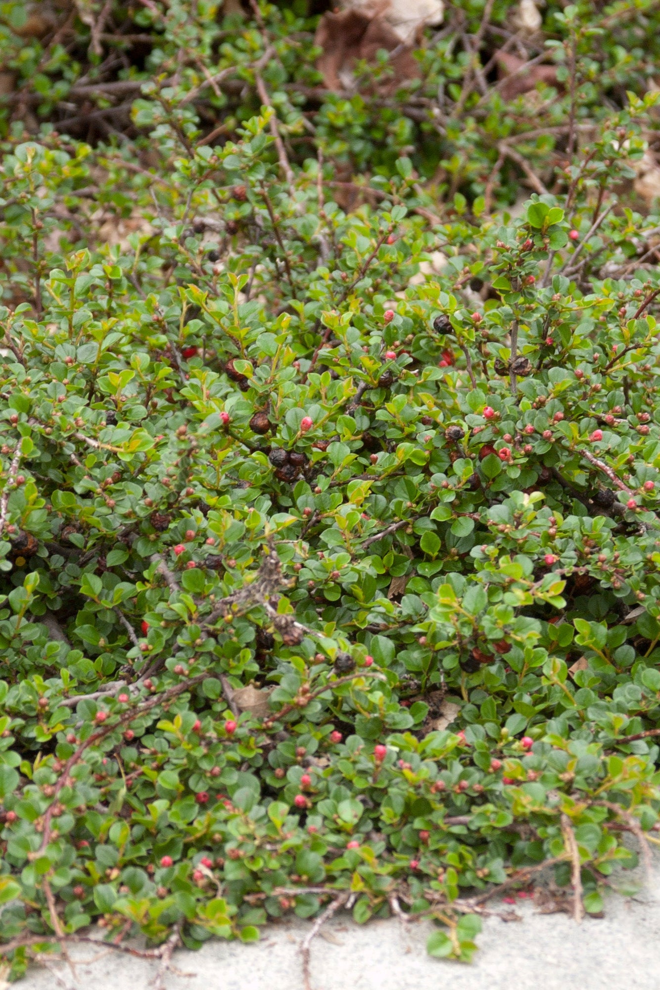 Buy Cotoneaster Apiculatus #2 - Hardy Shrub for Landscaping, Ground Cover & Erosion Control | Perfect for Gardens, Borders & Slopes