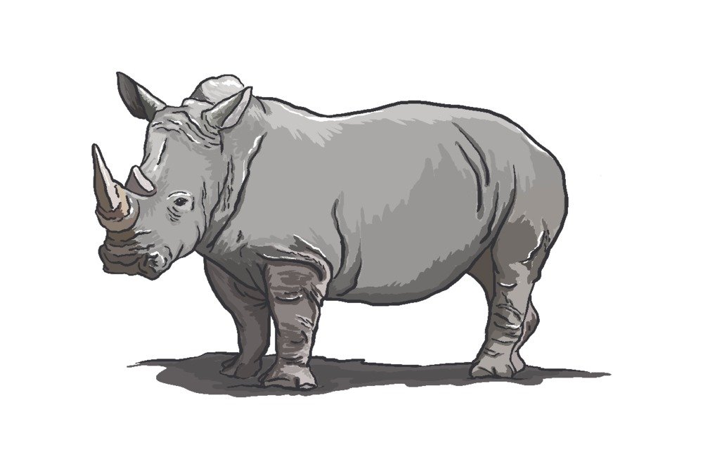 Lantern Press White Rhino Canvas Wall Art - 16x24 Inches Framed Wildlife Decor for Living Room, Bedroom & Office