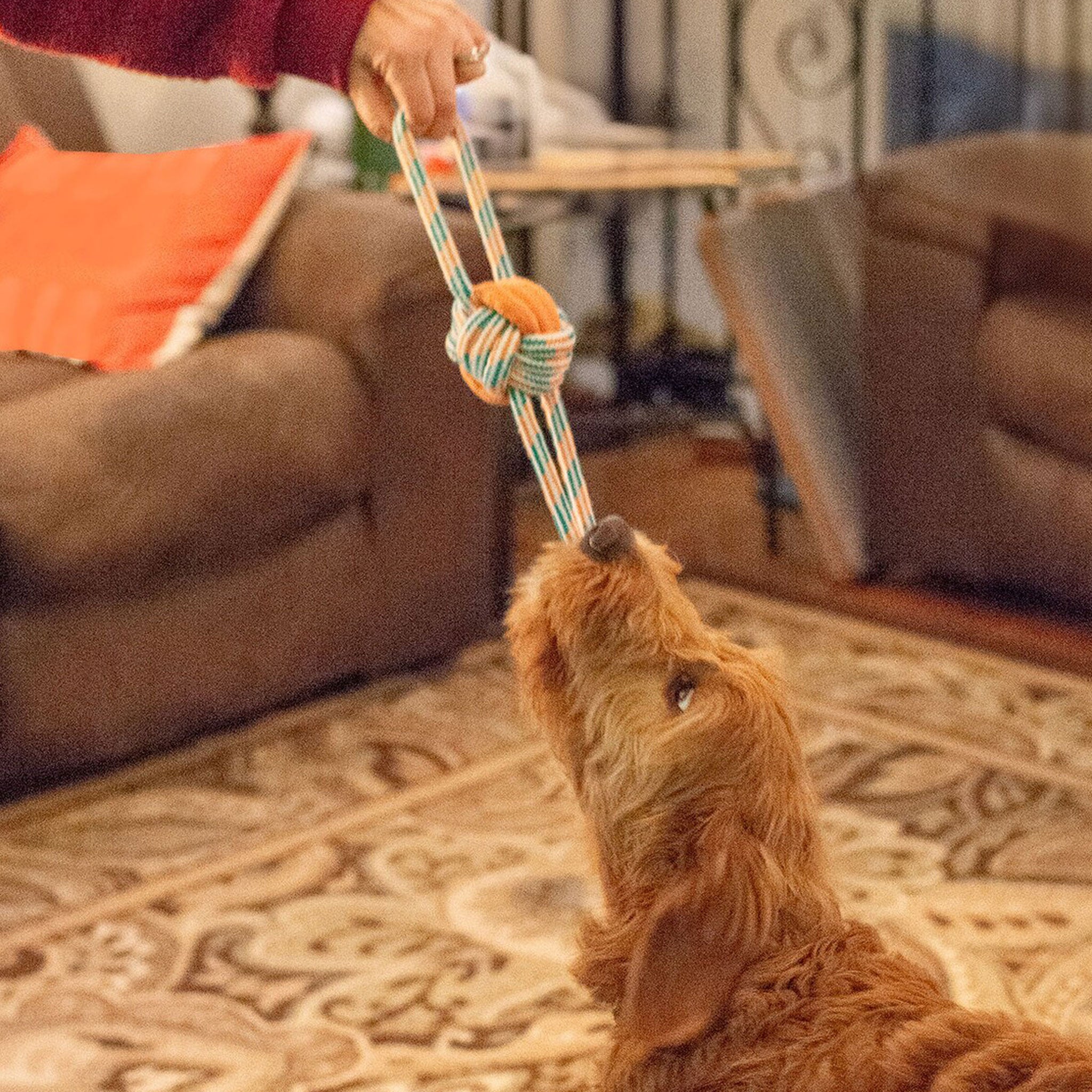Thoozy Durable Figure 8 Rope Knot Dog Chew Toy - Orange & Teal Colors for Aggressive Chewers - Interactive Play & Dental Health for Medium & Large Dogs