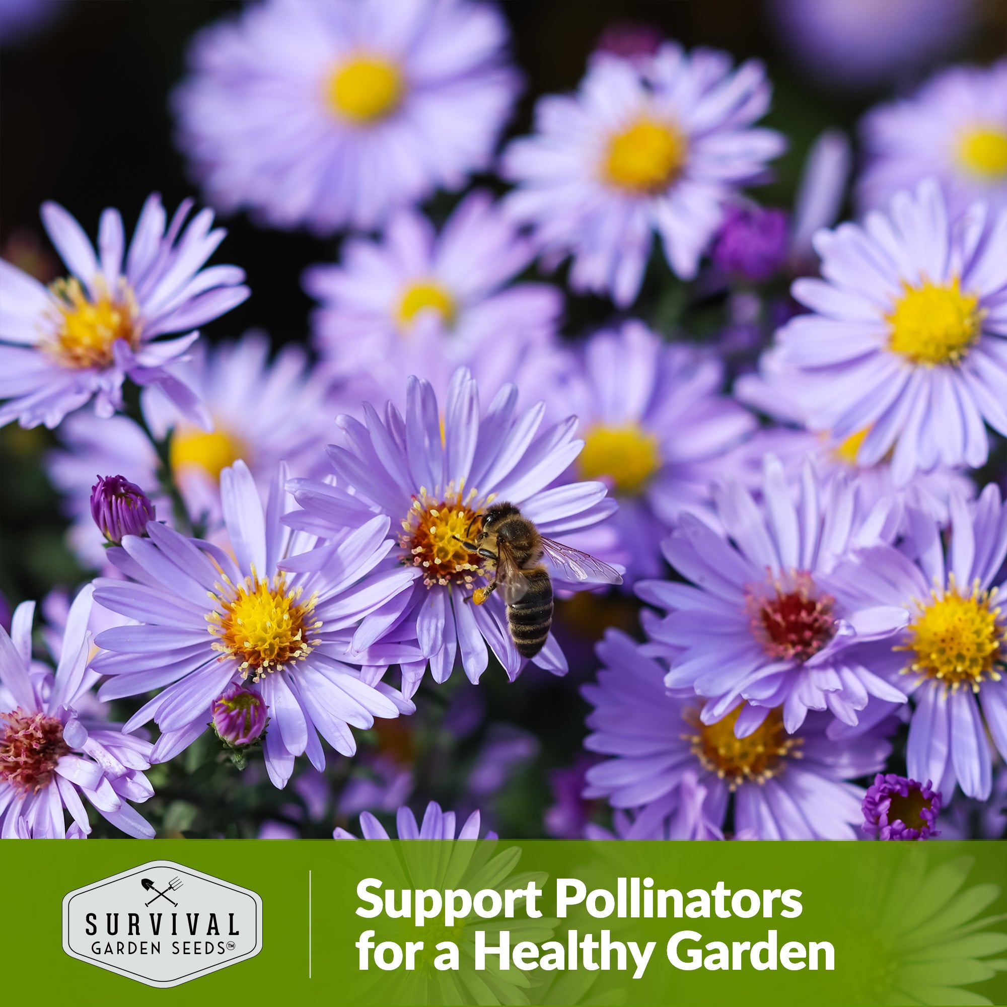 **Pollinator Flower Seeds Mix - Attract Bees & Butterflies to Your Garden - Perfect for Backyard, Patio & Pollinator Gardens**